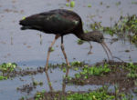 Ptáci - Ibis