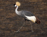 V kráteru Ngorongoro - Jeřáb královský V kráteru Ngorongoro - Jeřáb královský