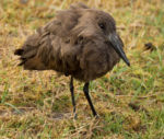 V kráteru Ngorongoro - Kladivouš africký V kráteru Ngorongoro - Kladivouš africký