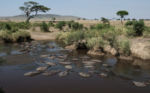 V kráteru Ngorongoro - hroši 1 V kráteru Ngorongoro - hroši 1