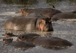 V kráteru Ngorongoro - hroši 3 V kráteru Ngorongoro - hroši 3