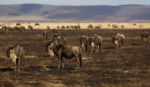 V kráteru Ngorongoro - pakoně V kráteru Ngorongoro - pakoně