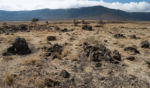 V kráteru Ngorongoro - sušší část V kráteru Ngorongoro - sušší část