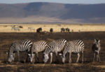 V kráteru Ngorongoro - zebry 1 V kráteru Ngorongoro - zebry 1