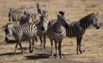 V kráteru Ngorongoro - zebry 2 V kráteru Ngorongoro - zebry 2