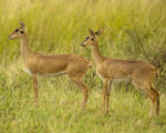Fauna - Antilopy oribi