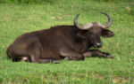 Fauna v okolí kanálu Kazinga 1