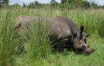 Nosorožci v parku Ziwa Rhino Sanctuary