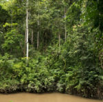 Prales Kyambura Gorge 2