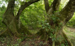 Prales Kyambura Gorge 3