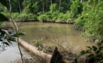 Prales Kyambura Gorge 5
