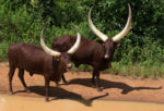 Watusi - místní krávy s rozpětím rohů až 2 m