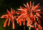 Místní flora 5