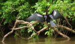 Ptactvo u Rio Frio - Anhinga Ptactvo u Rio Frio - Anhinga