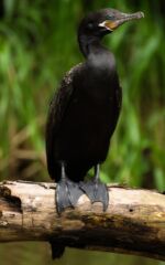 Ptactvo u Rio Frio - Kormorán Ptactvo u Rio Frio - Kormorán