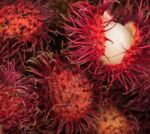Rambutany byly právě zralé Rambutany byly právě zralé