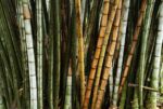 Botanická zahrada Peradeniya - bambus Botanická zahrada Peradeniya - bambus