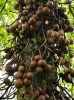Botanická zahrada Peradeniya - dělové koule zde rostou na stromech Botanická zahrada Peradeniya - dělové koule zde rostou na stromech