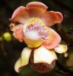 Botanická zahrada Peradeniya - květ stromu Botanická zahrada Peradeniya - květ stromu