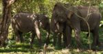 Yalla - ranní safari v národním parku 4 Yalla - ranní safari v národním parku 4