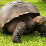 Želvy sloní 1 - symbol Galapág