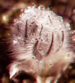 Experiment 30