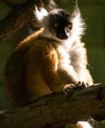 Lemur tmavý