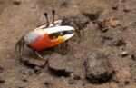 Mangrovy - krab houslista Mangrovy - krab houslista